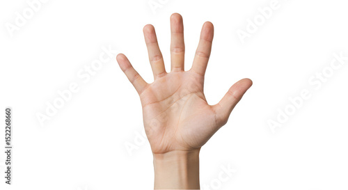 Isolated Photo of Open Human Hand Showing Five Fingers Gesture Palm Up
