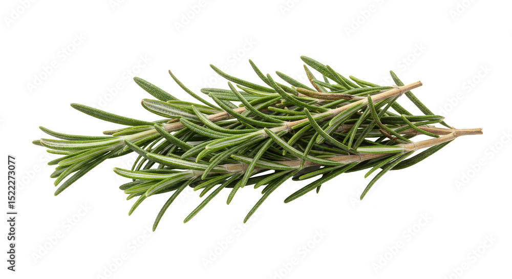Fototapeta premium Isolated Rosemary Sprig Fresh Green Aromatic Herb on Transparent Background