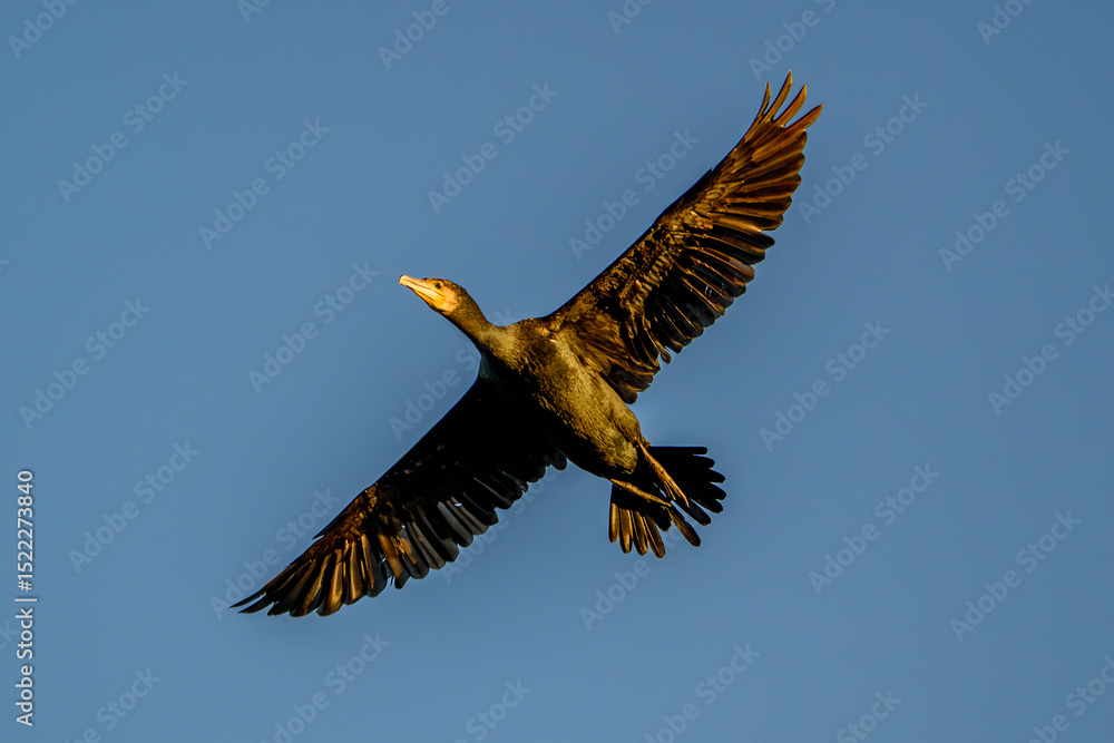 Obraz premium Great cormorant, Danube