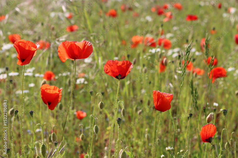 Fototapeta premium Close up of bright red poppies in a meadow