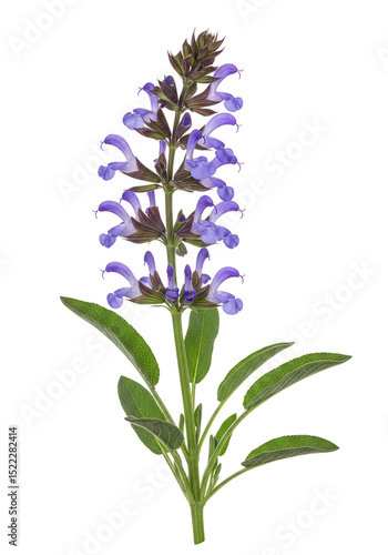 Isolated Transparent Background of Purple Salvia Sage Flower and Herb