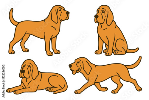 Four Bloodhound in different poseson a transparent background   