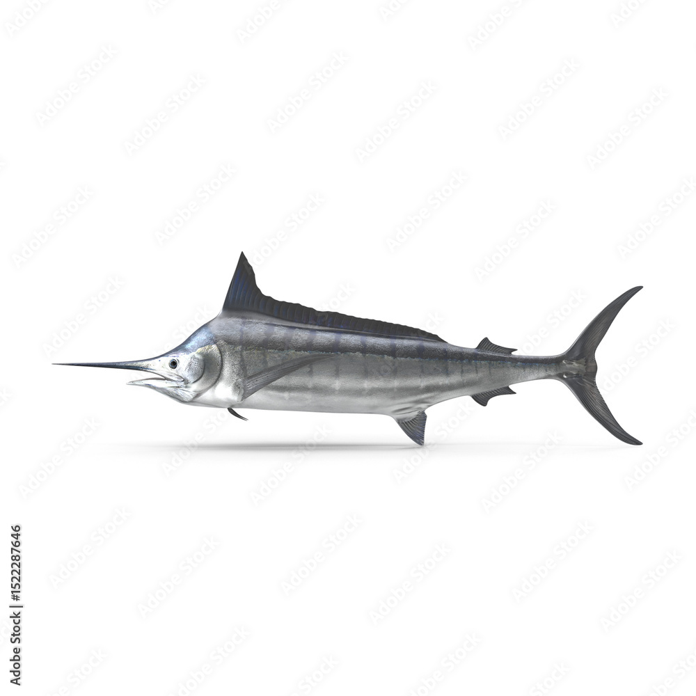 Obraz premium Swordfish isolated on transparent background