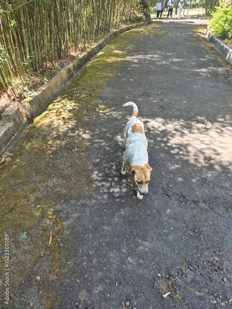 Fototapeta premium A white and brown dog walking on the road