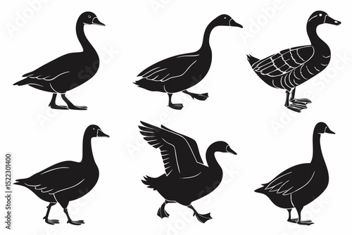 group of geese