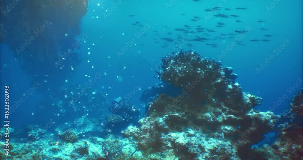 Underwater view of a vibrant coral reef habitat showcasing various fish swimming among colorful corals. The scene captures the beauty of marine biodiversity in a calm ocean environment. Underwater view of a vibrant coral reef habitat showcasing various fish swimming among colorful corals. The scene captures the beauty of marine biodiversity in a calm ocean environment.
