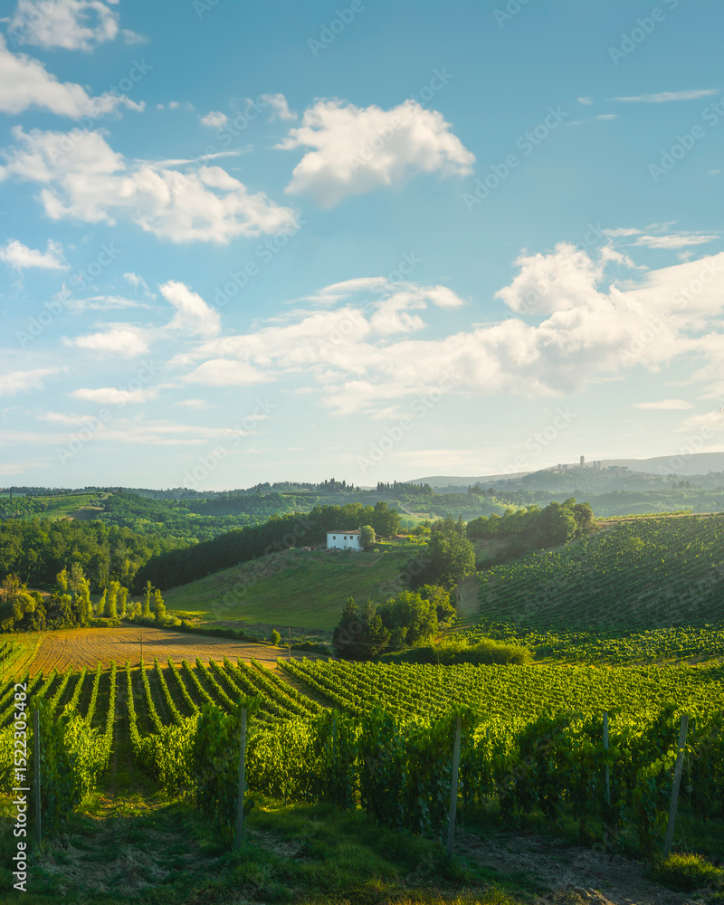 Obraz premium Vineyards in the San Gimignano countryside at sunset. Tuscany, Italy