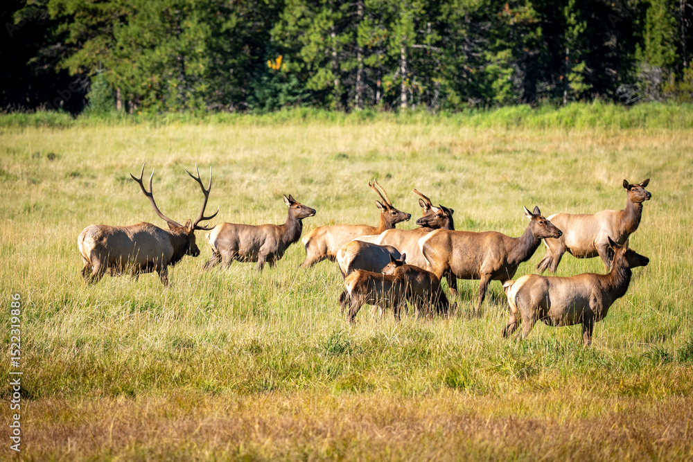 Naklejka premium Group of Wapiti Elks Feeding in a Mountain Meadow