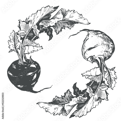 Vector sketch of kohlrabi on white background. Botanical illustration of cabbage. Two heads and leaves of German turnip in botanical ink drawing technique. Healthy vegetable in vintage engraving style