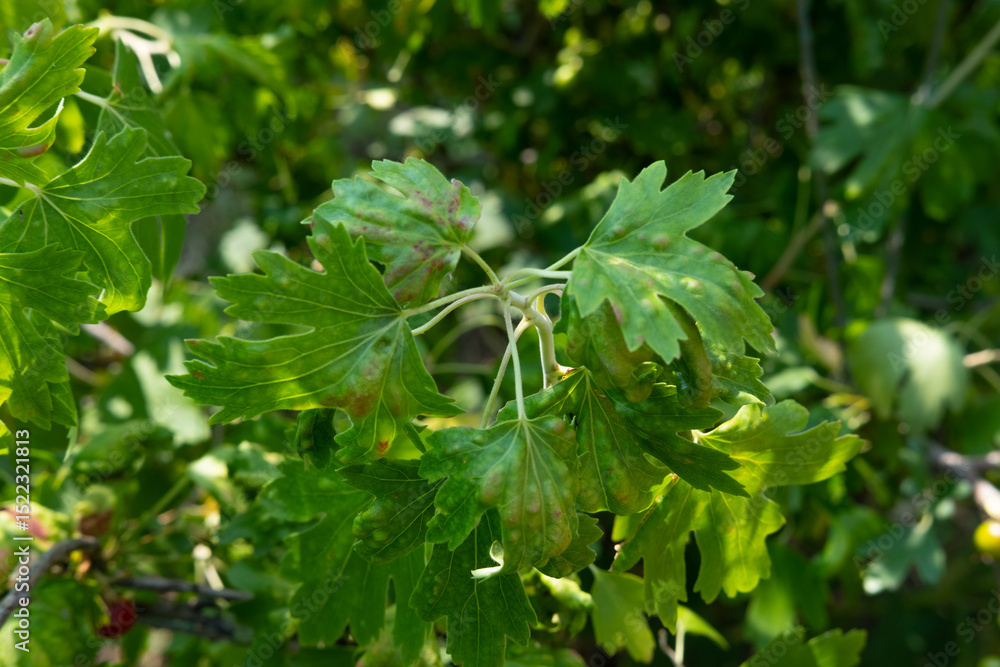 Currant leaf infected with gall mite, showing red blistering, in natural daylight with a blurred green background. currant disease Currant leaf infected with gall mite, showing red blistering, in natural daylight with a blurred green background. currant disease