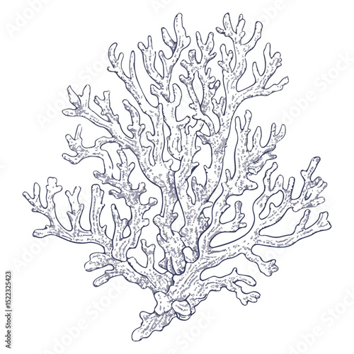 coral, underwater animals, vector, transparent background, icon, colorful, pattern, nature, animal, plant, organism