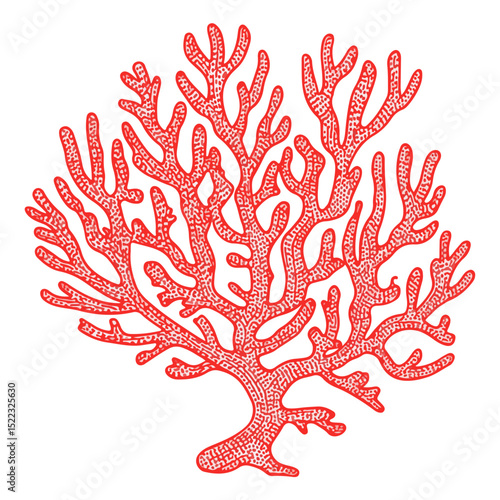 coral, underwater animals, vector, transparent background, icon, colorful, pattern, nature, animal, plant, organism