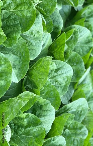 fresh green lettuce