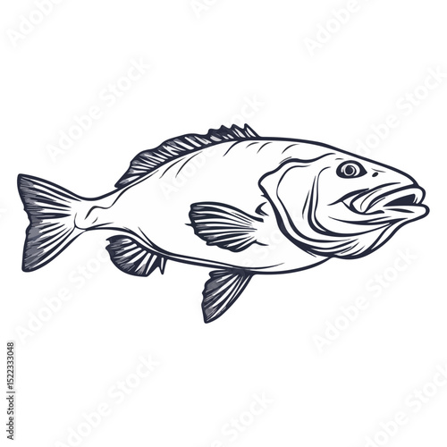 grouper, sea animal, vector, transparent background, organism, fish, animal, aquarium, ocean, wildlife, marine, underwater, nature, fins, seafood, isolated