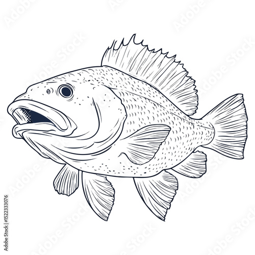 grouper, sea animal, vector, transparent background, organism, fish, animal, aquarium, ocean, wildlife, marine, underwater, nature, fins, seafood, isolated