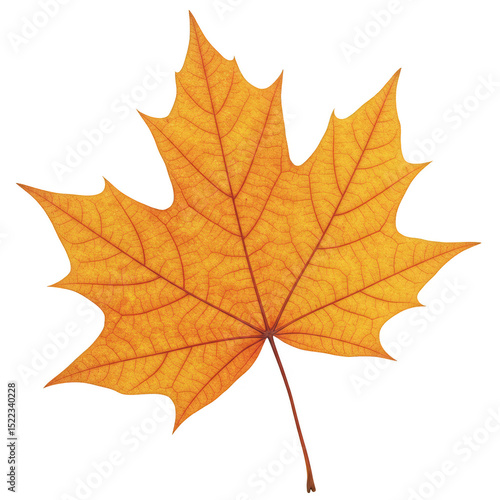 Wallpaper Mural Isolated Single Maple Leaf Orange and Yellow Autumn Fall Foliage Torontodigital.ca