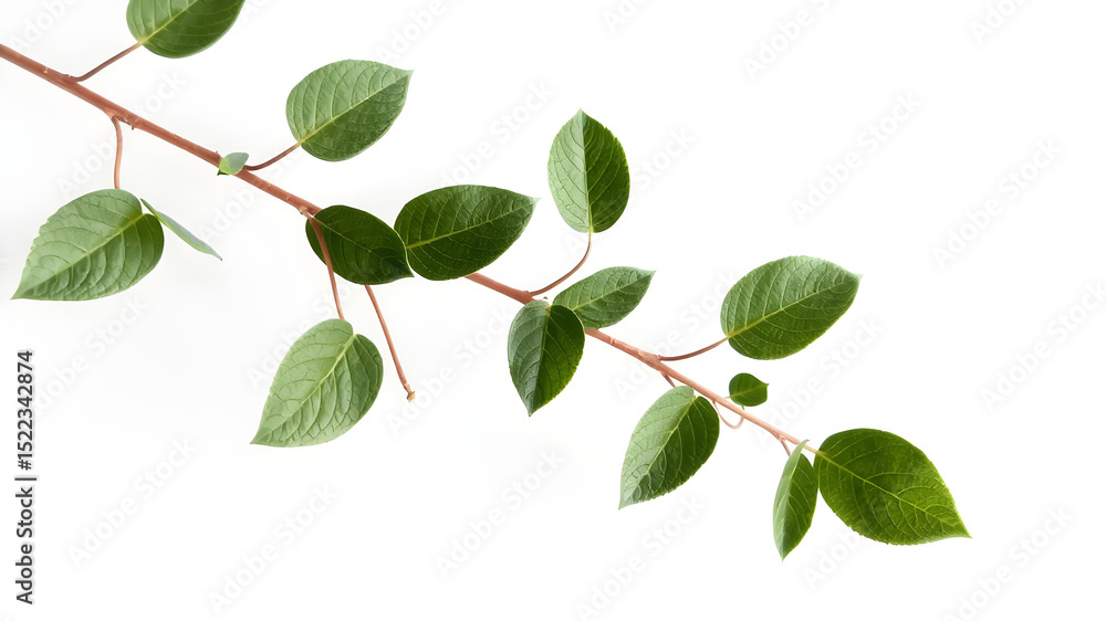 Fototapeta premium Green Plant Branch with Leaves on White Background