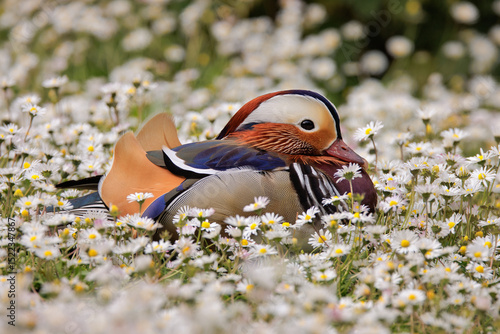 Mandarin duck relaxing in a field of daisies