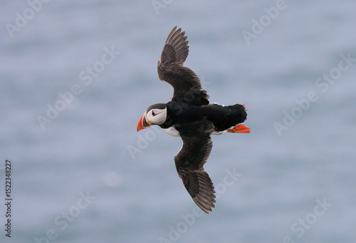 Atlantic puffin in flight
