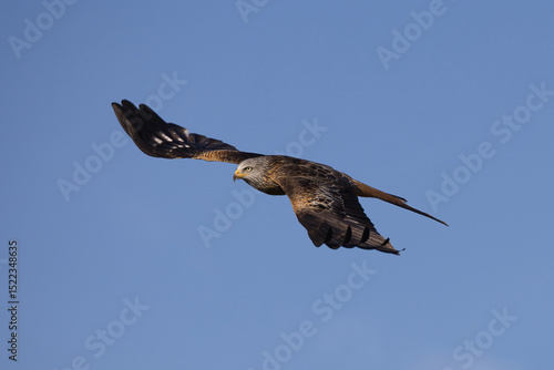 Red kite in flight against a blue sky