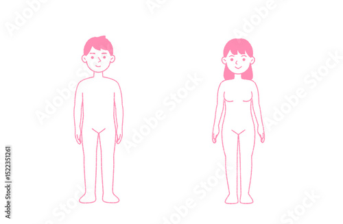人体の基本構造（全身・正面）男女セット