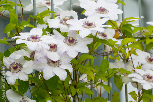 Waldrebe, Clematis Miss Bateman