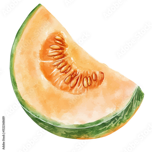 Cantaloupe Slice, watercolor clipart vector, high quality, isolated on a white background.