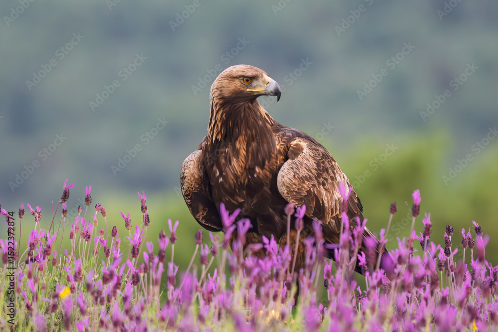 Fototapeta premium Golden Eagle
