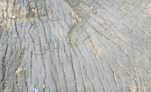 wooden texture background surface of a cut tree stump