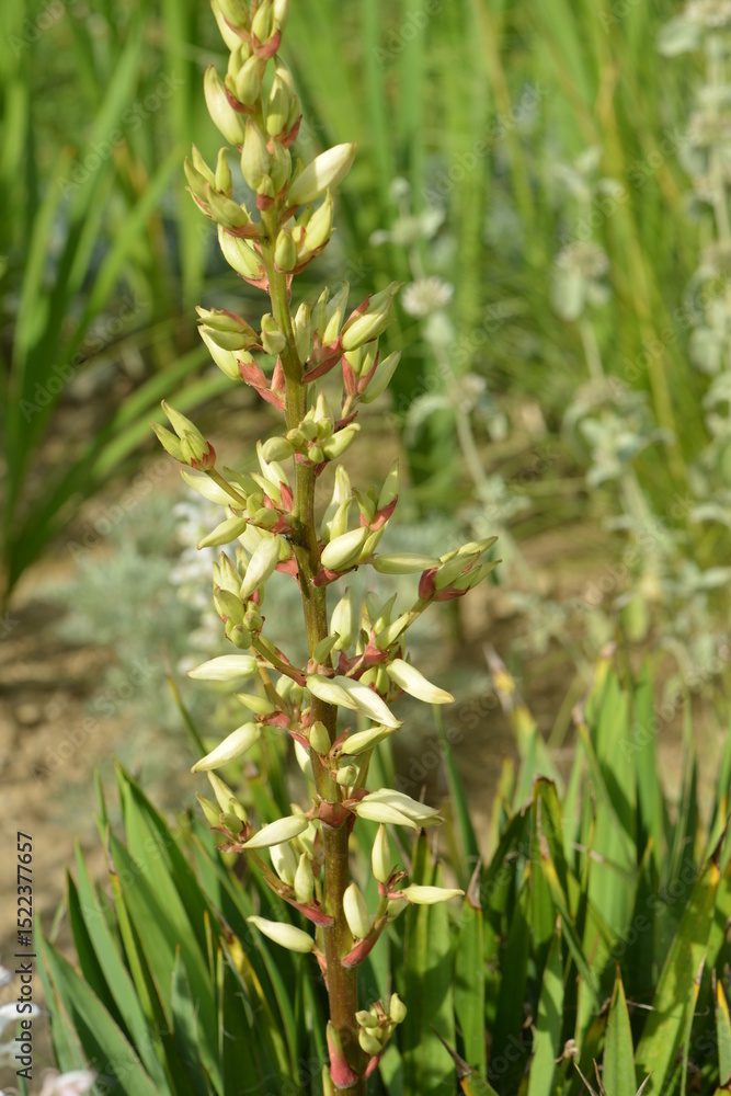 Fototapeta premium Fädige Palmlilie, Yucca filamentosa, Elegantissima