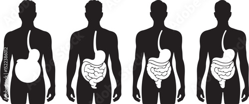 Human Digestive System Stages Illustration