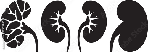 Human Kidney Anatomy Illustrations Four Detailed Views