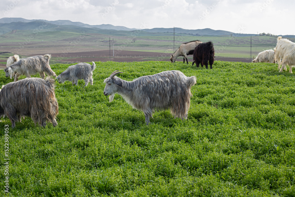 Obraz premium grey and white goats herd grazing on green grass meadow, farm spring background, cloudy sky
