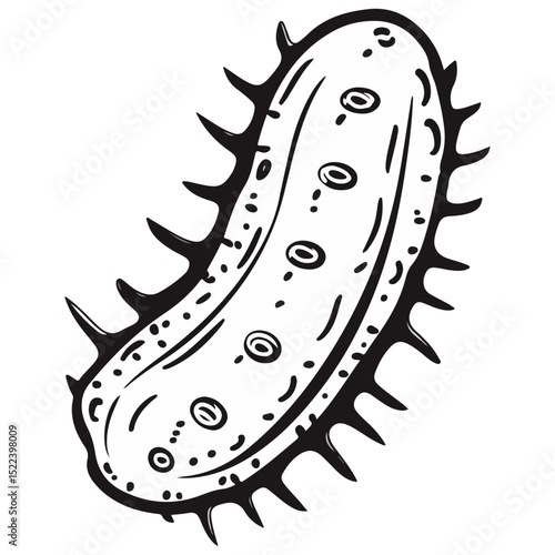 sea ​​cucumber, underwater animal, vector, transparent background, organism, holothuroidea, icon, nature, shape, creature
