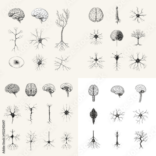 Detailed scientific illustration of neuron cells and human brains in various views. Great for neuroscience, biology education, and anatomical diagram references.


