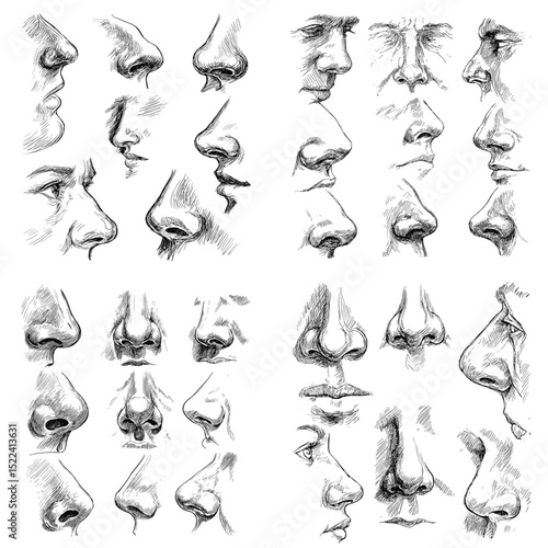 Collection of nose sketches in multiple views and shapes. Useful for anatomy references, portrait studies, and facial structure drawing practices.

