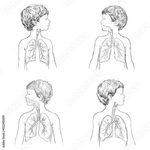 Side view anatomical drawing of a child’s respiratory system showing lungs and trachea. Suitable for pediatric educational content and anatomy diagrams.

