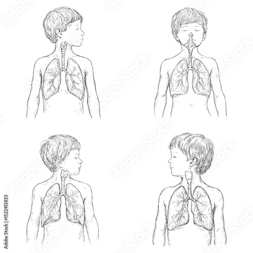 Line drawing of child anatomy showing lungs and trachea in different poses. Great for educational, pediatric medical visuals, and anatomy learning tools.

