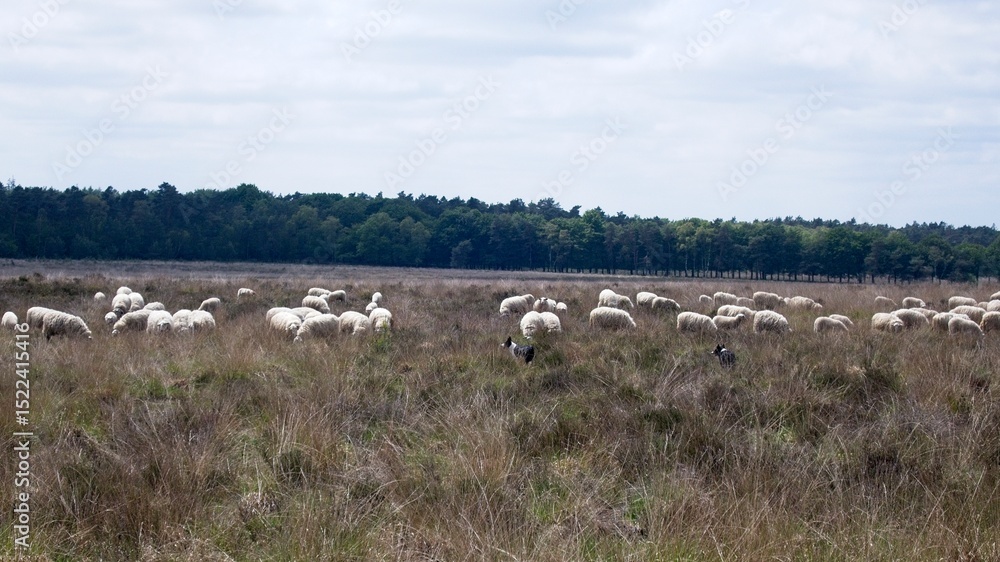 Fototapeta premium Herd of sheep at the heather fields around the town of Ede on the Veluwe in the Netherlands on the Edese Heide and Ginkelse Heide