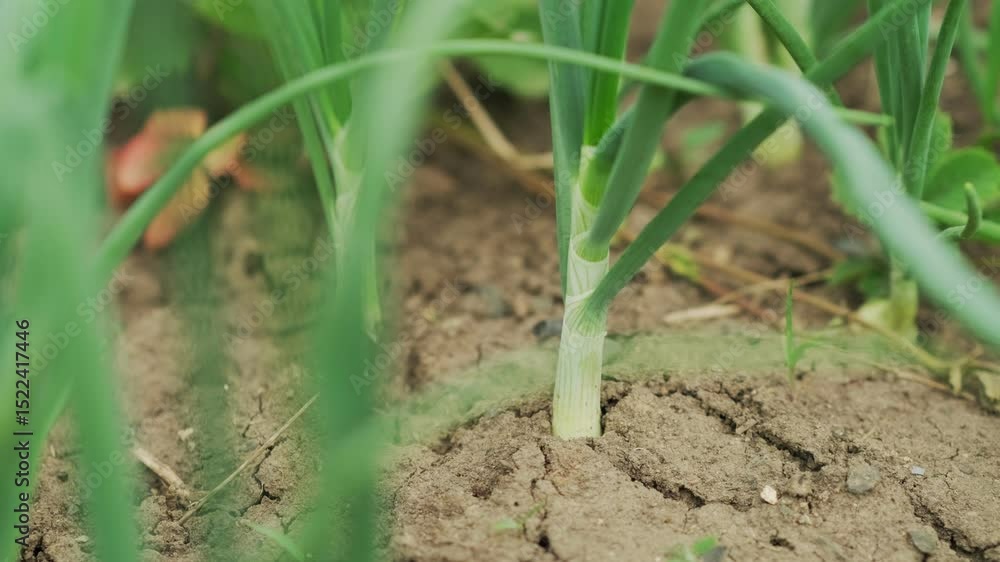 Fresh green onions thrive in a garden bed surrounded by healthy soil and lush greenery, reflecting the vitality of a sunlit growing season. Fresh green onions thrive in a garden bed surrounded by healthy soil and lush greenery, reflecting the vitality of a sunlit growing season.