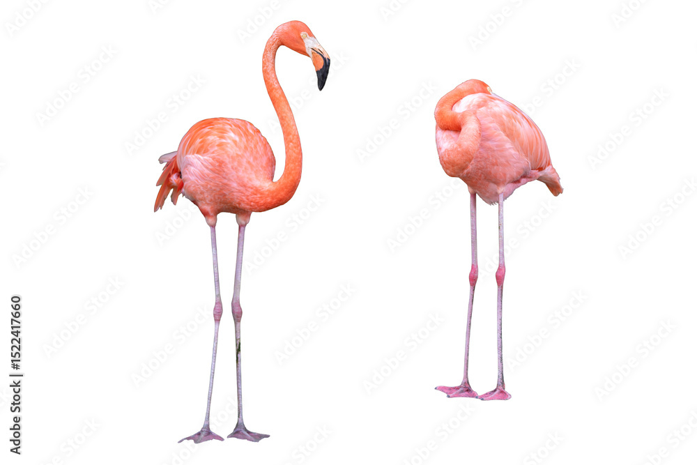 Fototapeta premium Pink flamingo isolated on white background.