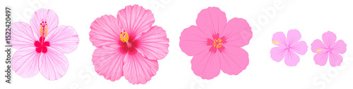 A collection of vibrant pink hibiscus flowers in various sizes showcasing natural beauty.