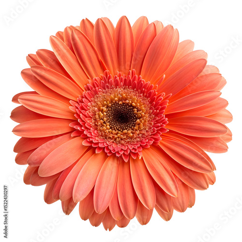 Blooming gerbera daisy with vibrant orange petals