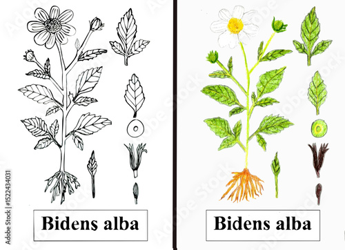 Set of flowers: Scientific botanical illustration in ink and colored pencils of a Spanish Needle flower with the plant, fruit, seed and roots. The botanical name "Bidens alba".