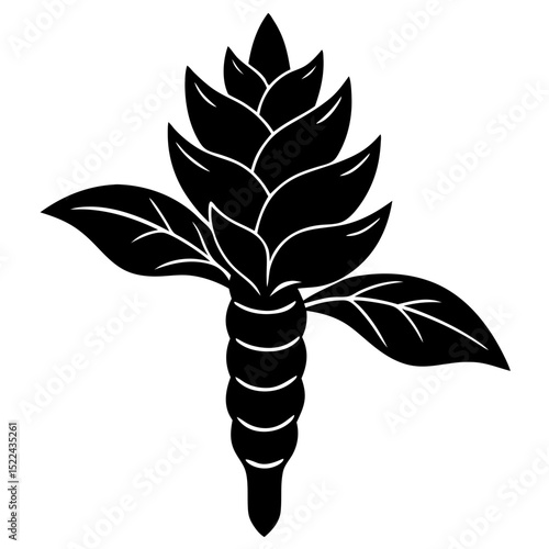  detailed black turmeric flower illustration bota.svg