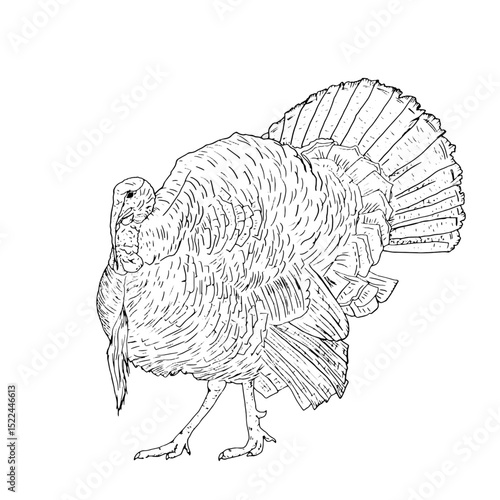 A ruffled turkey with a fluffy tail, domestic farm bird, black and white ink sketch. Vector illustration. Rustic animals, isolated on a white background. For kitchen, textile, packaging themes