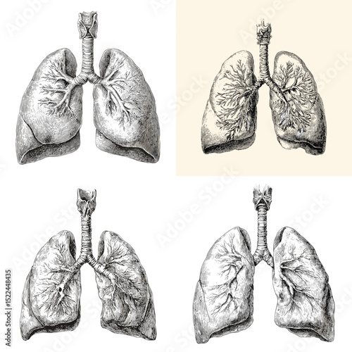 Vintage-style anatomical drawings of human lungs with trachea and bronchial branches. Ideal for educational, scientific, or medical visual references.

