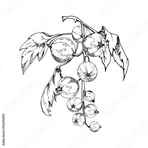 Currant gooseberry cluster bunch on stem with leaves, ripe garden berry casseille juneberry jostaberry, vector ink hand drawn. Isolated botanical illustration. Home preserves cookbook, grocery store