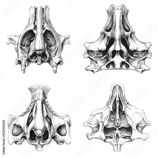 Highly detailed anatomical illustrations of the human skull base in vintage engraving style. Ideal for educational, medical, or forensic science visuals.


