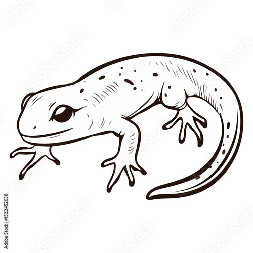 salamander, reptile, vector, transparent background, creature, animal, nature, amphibian, newt, small, isolated, cute, Salamandridae